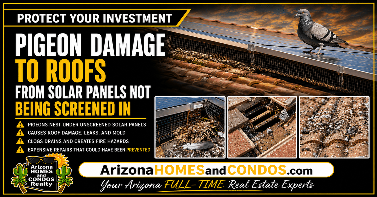 Pigeon damage to an Arizona tile roof showing pigeon droppings below unscreened panels and pigeons under solar panels
